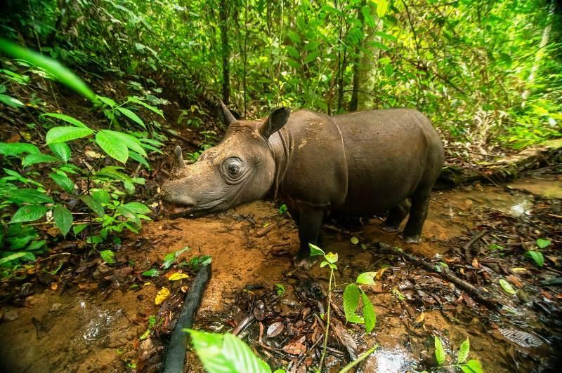 Badak Kalimantan Pari Segera Gabung dengan Pahu di SBK