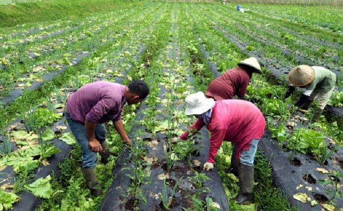 Gelar Pelatihan PTH, Kepala DKP3: Banyak Ditemui Tanaman Hortikultura Sintetik