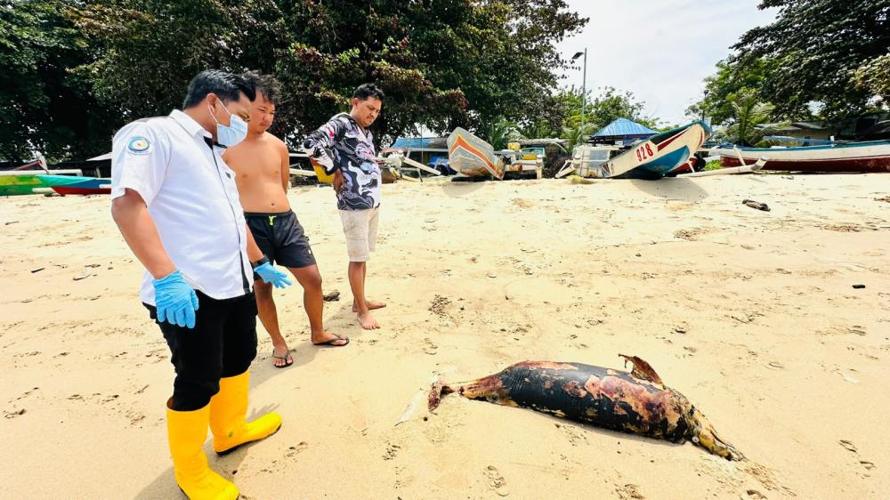 Kasus Kedua Tahun Ini, Lumba-lumba Langka Ditemukan Mati di Pesisir Balikpapan 