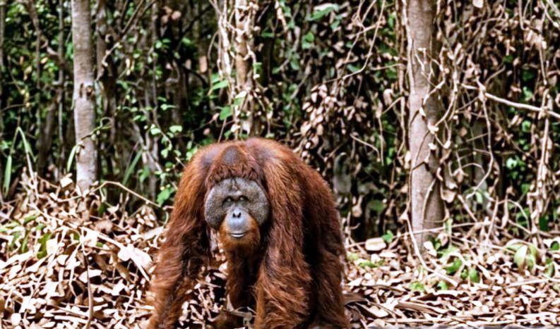 Kemarau Keringkan Kutim, Orangutan Menyingkir ke Jalan Hauling 