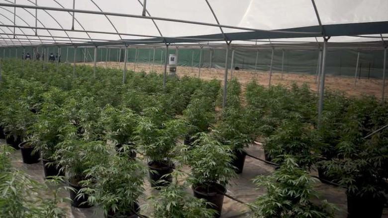 Kebun Ganja Bernilai Rp 100 Miliar Ditemukan di Australia Barat