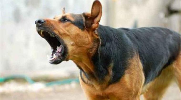 Eksposkaltim Waspada Tandai Gejala Anjing Kena Rabies Eksposkaltim Waspada Tandai Gejala Anjing Kena Rabies
