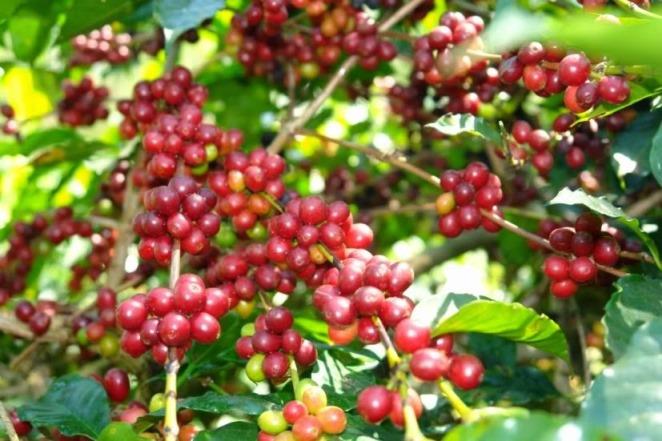  Hingga September 2016, Ekspor Kopi RI Capai US$ 650,2 Juta