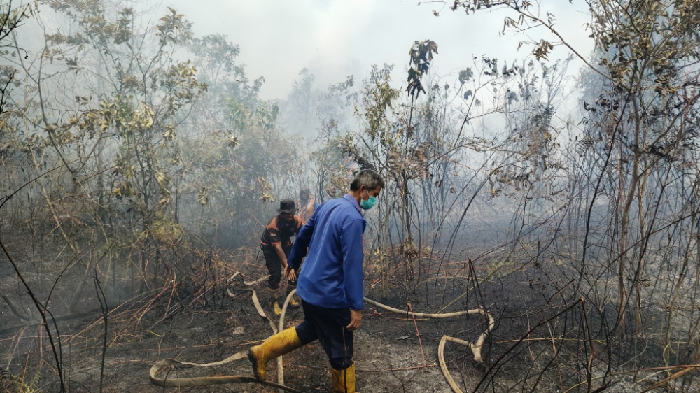 31,66 Hektare Karhutla Terbakar di Penajam, Tim Gabungan Berjibaku Maraton