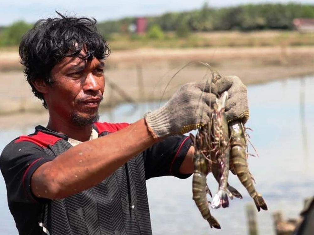 Jepang dan AS Borong Udang Windu Kaltim, Devisa Capai Rp345,85 Miliar