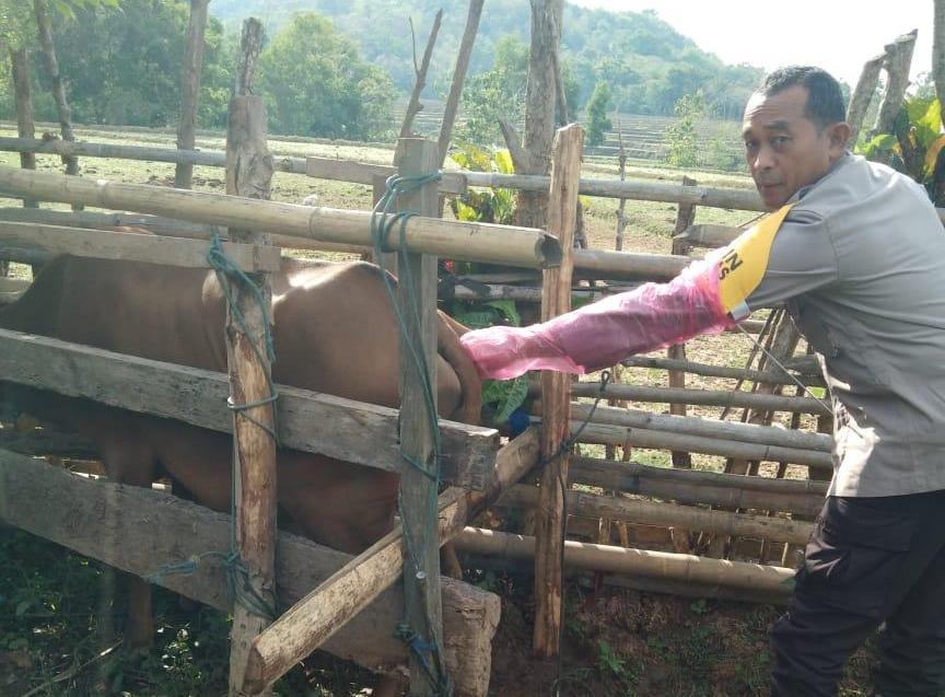 Aiptu Azis, Bhabinkamtibmas Sahabat Peternak Sapi