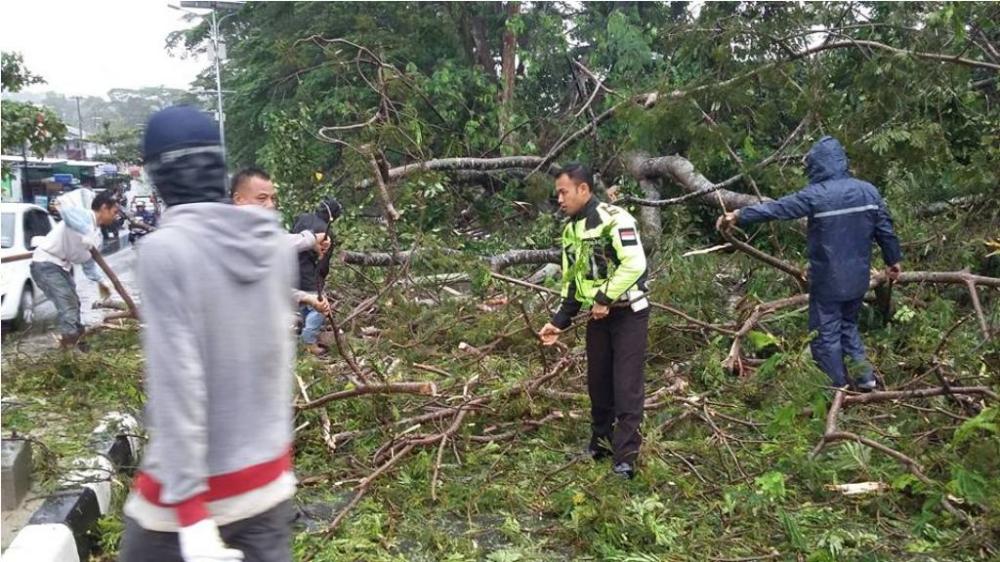 POHON TUMBANG DI BONTANG AKIBATKAN KEMACETAN PANJANG