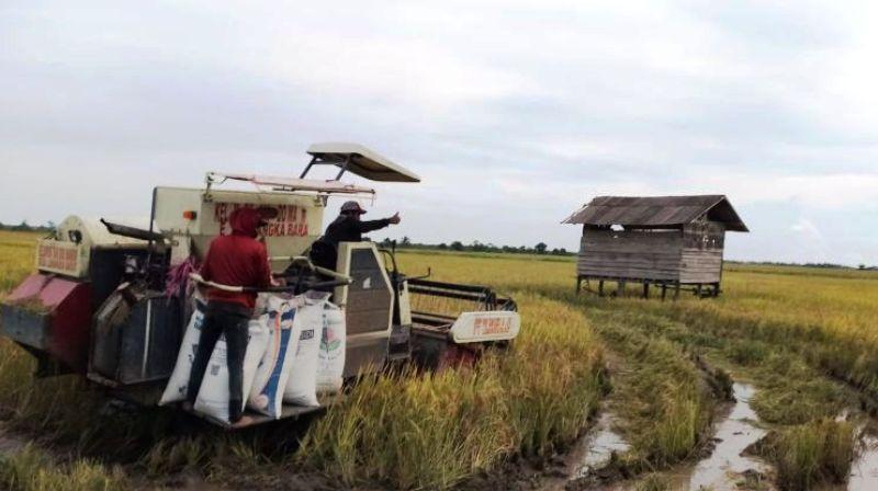 Wow, Bulog Serap Gabah Petani Penajam hingga Rp28 M