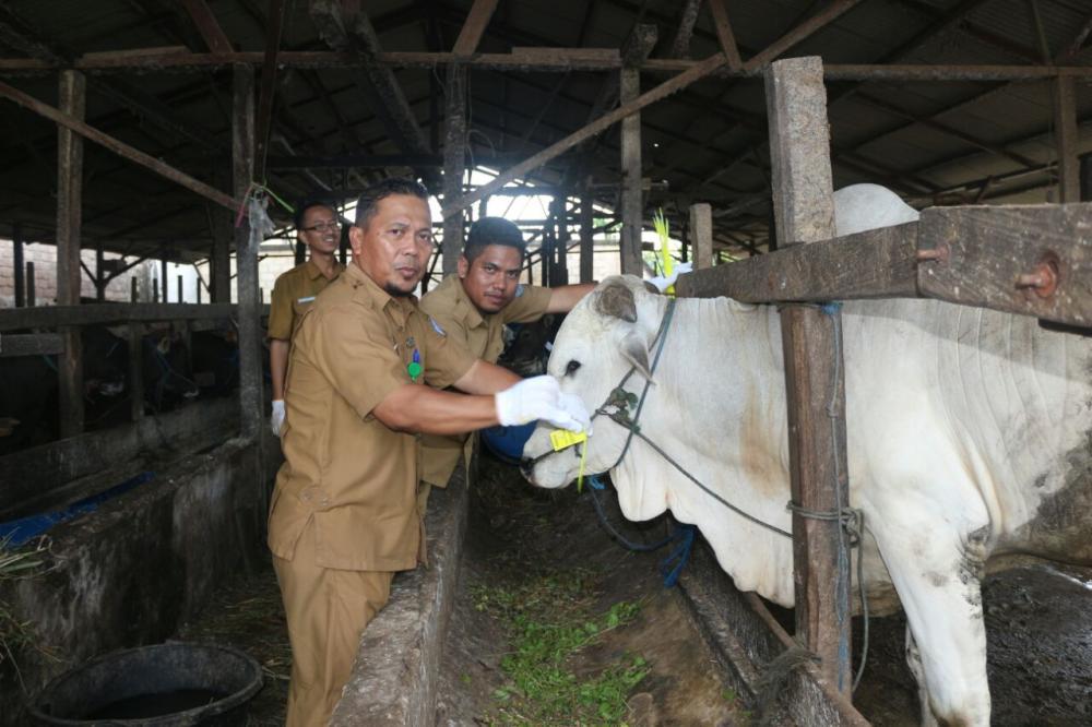Galakkan Pemeriksaan, DKP3 Bontang Pastikan Daging Ternak Layak Konsumsi