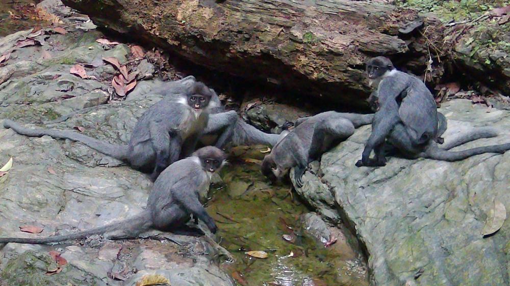 Lutung Kutai Langka Terekam Kamera, Harapan Baru Satwa Endemik Kalimantan