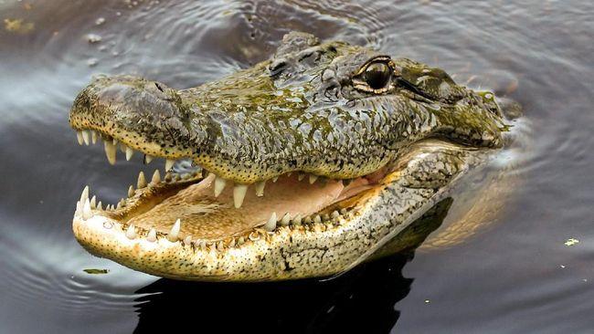 Asik Berenang, Bocah 6 Tahun di Bontang Diseret Buaya