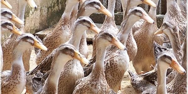 Sukses dengan Budidaya Ternak Ayam, Lapas Bontang Bakal Budidaya Ternak Itik