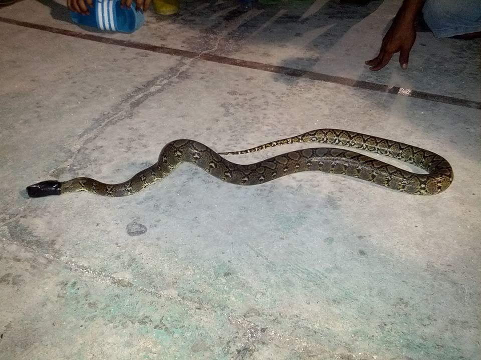 Diduga Jadi Sarang Ular, Warga Lembah Ujung Tangkap Satu Lagi Ular Piton