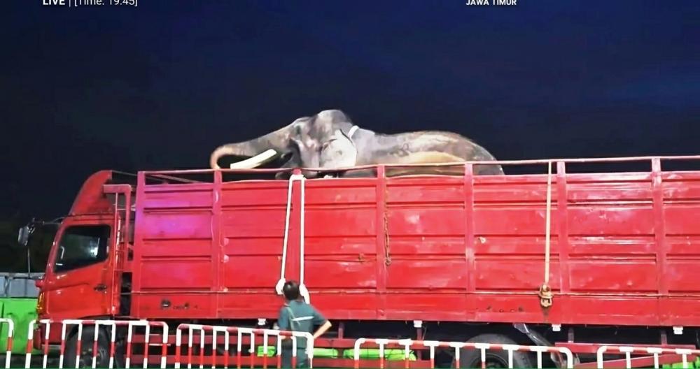 Gajah Deo dan Sinta Dikirim ke Kaltim, Kemenhut Ungkap Alasannya