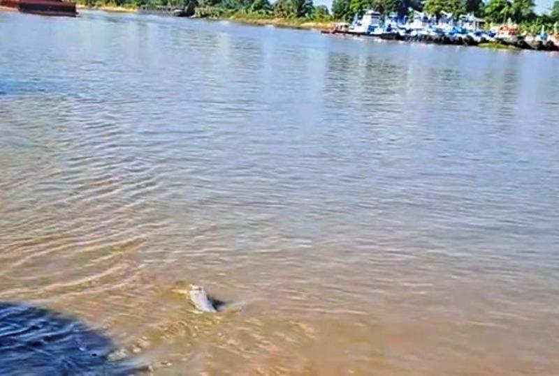 Bukan Pesut! Viral Mamalia Nyasar hingga ke Sungai Mahakam