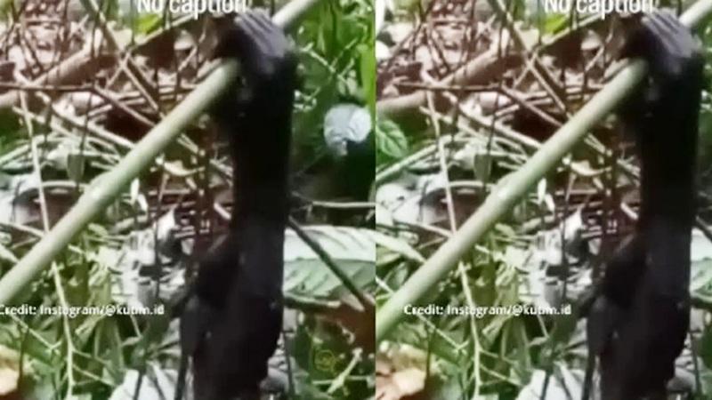 Viral Video Diduga Pembantaian Orangutan di Kaltim, BKSDA: Jangan Takut Lapor