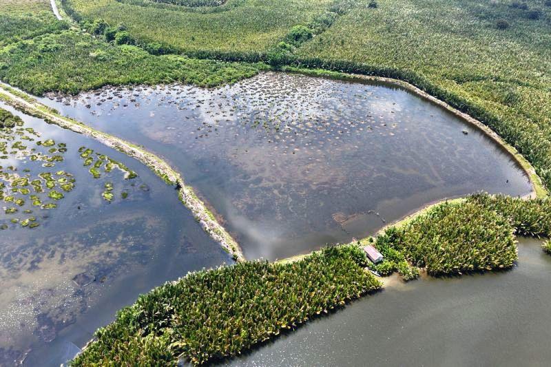 Perdes Jadi Senjata Kemenhut Jaga Mangrove di Desa-Desa Pesisir