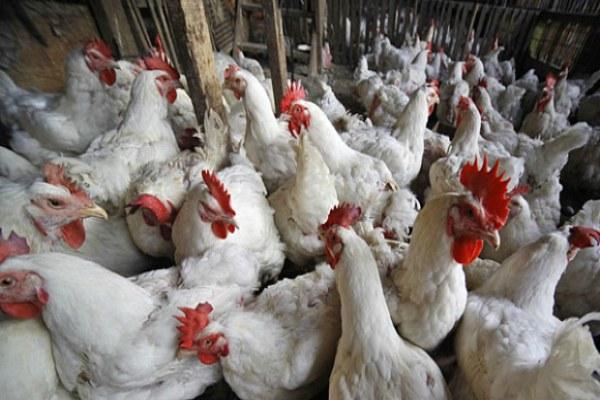 JELANG IDUL ADHA, DINAS PETERNAKAN KALTIM SIAPKAN 6,5 JUTA EKOR AYAM