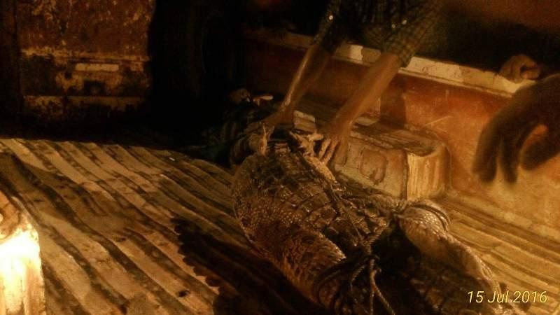 GEGER: BUAYA SEPANJANG DUA METER LEBIH, MUNCUL DIDEPAN RUMAH WARGA  