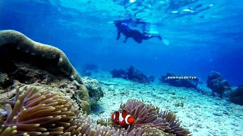 Pemuda Pulau Miang Turun ke Laut, Karang Ditanam Demi Masa Depan