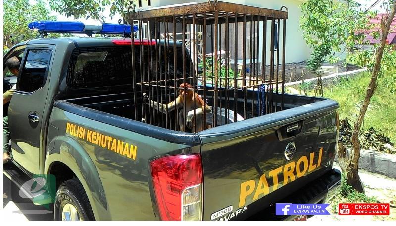 TERANCAM PUNAH, BALAI TNK BERHARAP POPULASI BEKANTAN MENINGKAT