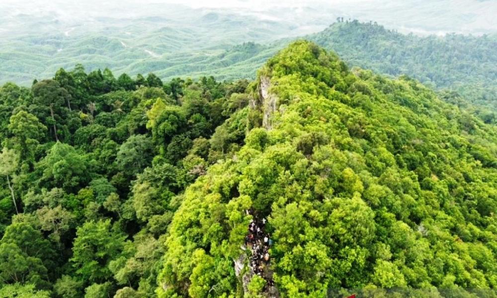 Menghidupkan Kembali Hutan yang Hilang di Jantung IKN