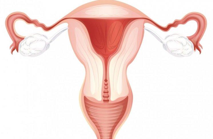 Wanita Wajib Tahu, Ini Loh Ciri-ciri Rahim Subur dan Sehat