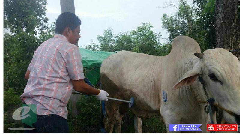 WAWALI BASRI GELAR SIDAK CEK KELAYAKAN SAPI KURBAN