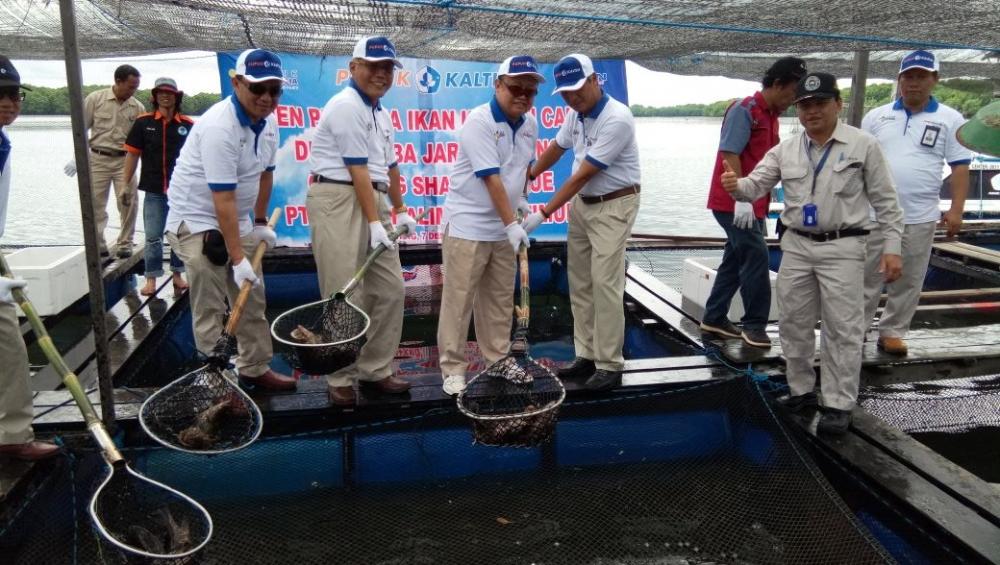 PKT Panen 4 Ribu Kerapu Cantik