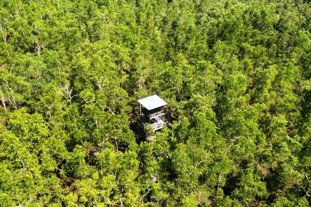 Mandara, Platform â€œKomandoâ€ Kemenhut Jaga Mangrove di Kaltim