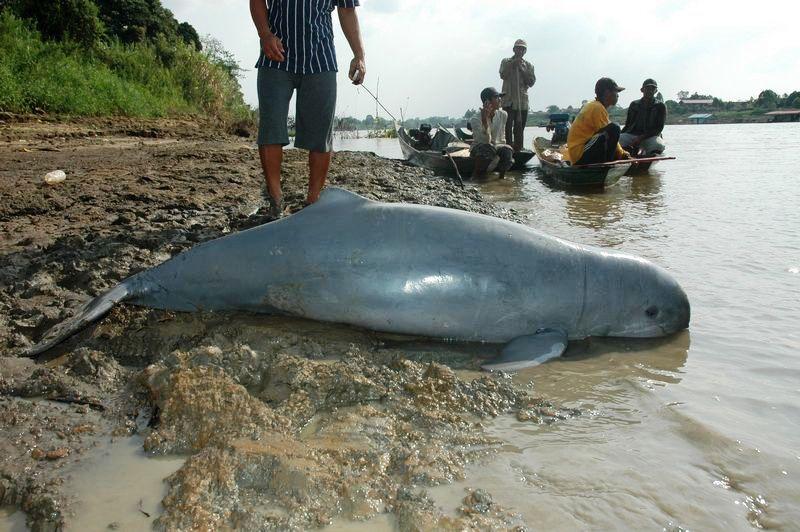 Pesut Mahakam di Ambang Punah, Menteri Hanif Turun Tangan, RASI Ungkap Ancaman Terbesar 