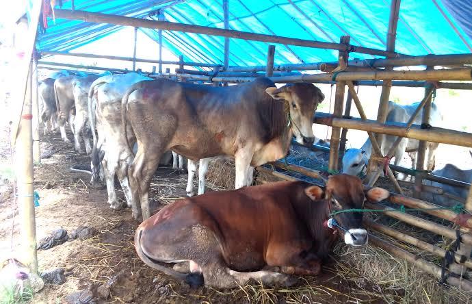 Jelang Idul Adha, Pemprov Kaltim Sebut Stok Hewan Kurban Cukup Tersedia