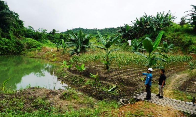 Wow! Lahan Eks Tambang Disulap Jadi Irigasi di Kukar