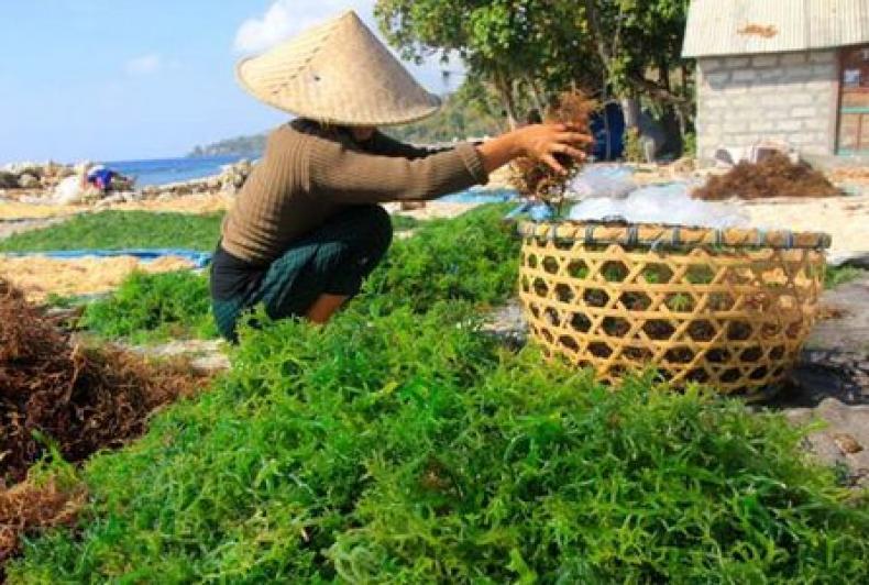 Rumput Laut Bontang Dijadikan Bahan Baku Mobil Mainan di Jepang