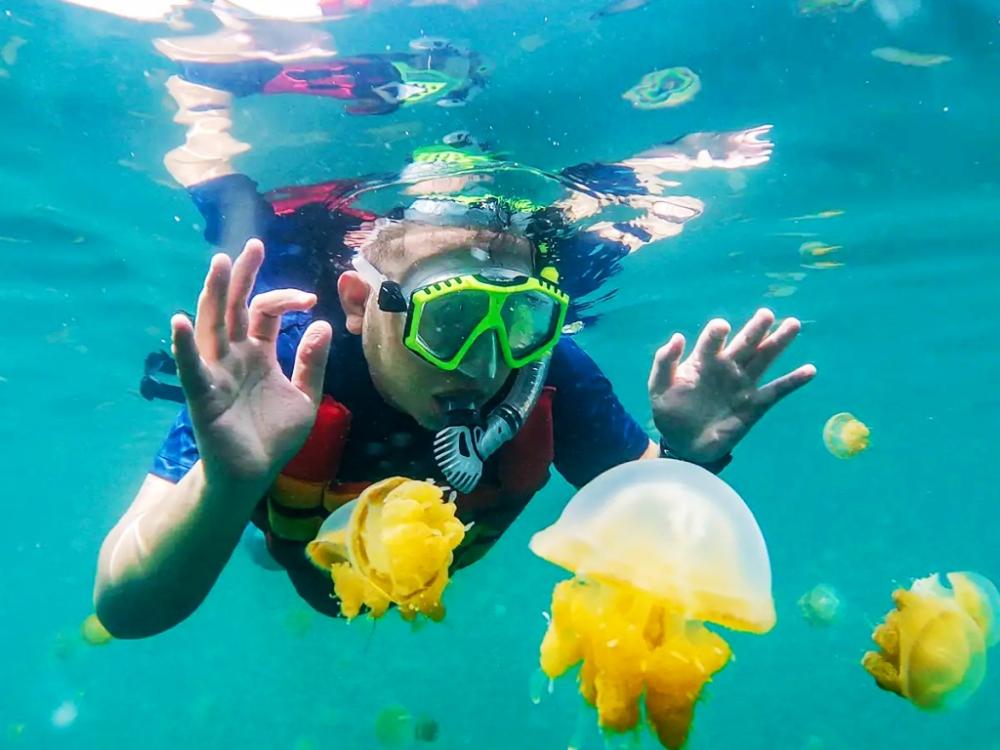 Keajaiban Kakaban, Danau Purba yang Menyimpan Evolusi Ubur-Ubur Langka