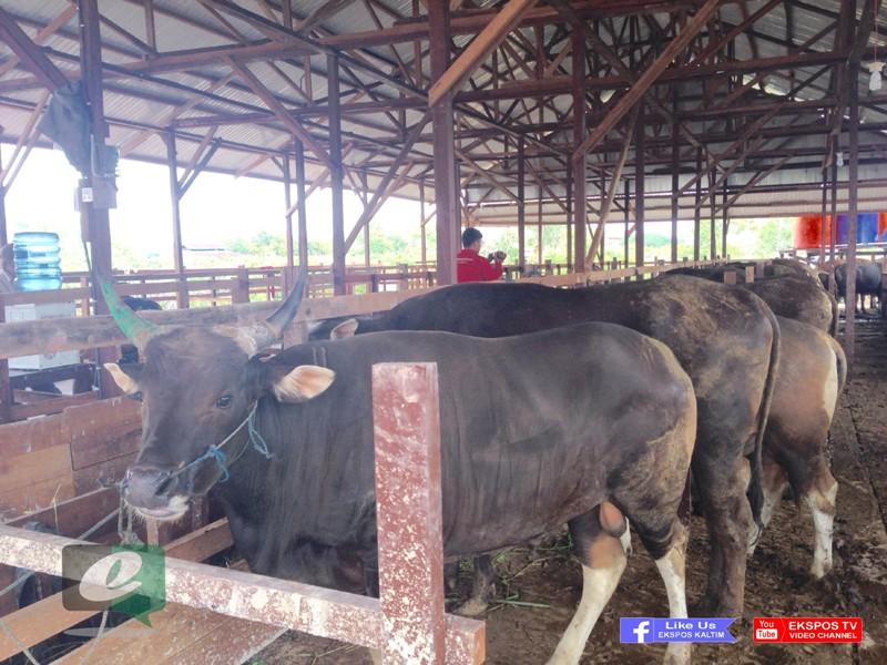 JELANG IDUL ADHA, PEDAGANG HEWAN KURBAN DI BONTANG MULAI MARAK 