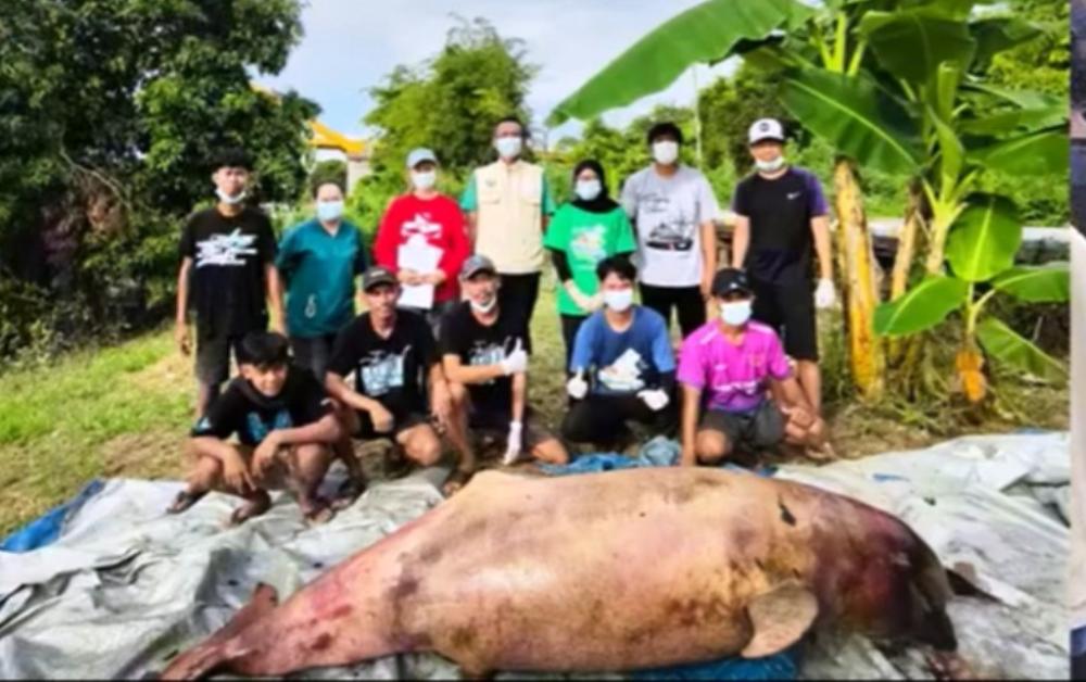 "Lion" Mati di Mahakam, Populasi Pesut di Kaltim Kembali Menyusut