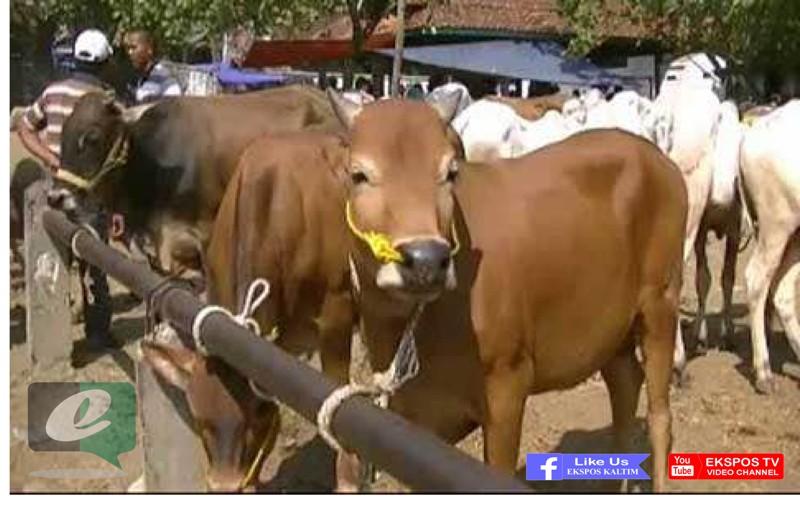 JIKA ANDA INGIN MEMBELI SAPI KURBAN, PASTIKAN MEMENUHI KRITERIA INI