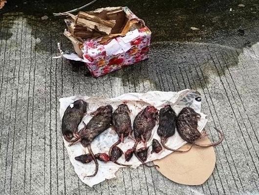 Teror Berlanjut: Kantor Tempo Dikirimi Bangkai Tikus, Respons Istana Tuai Kecaman