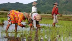 INDEKS PERTANAMAN KALTIM MASIH RENDAH