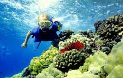 Pahami Hal Ini Jika Anda Ingin Melakukan Snorkeling