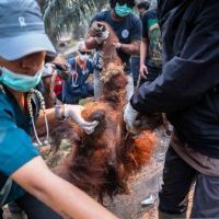 Orangutan Sempurna Mati di Ketapang, Nekropsi Ungkap Dampak Paparan Asap