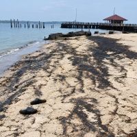 Dugaan Tumpahan Oli Cemari Pulau Beras Basah Bontang, DLH Ambil Sampel di 2 Titik