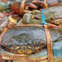 Kepiting Hidup Kaltim Laku Keras di China, Malaysia dan Singapura, Ekspor Capai 85 Ton