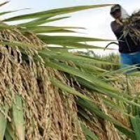 Pengembangan Padi Ladang Jadi Alternatif Penuhi Kebutuhan Beras di Kaltim 