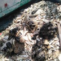 Nelayan Balikpapan Menjerit: Ikan Rusak Tercampur Batu Bara