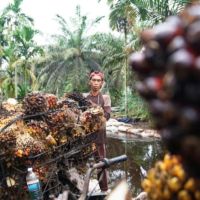 Keluhan Pupuk Lokal Tak Dilirik Sawit Kaltim, GAPKI: Izin Kementan Saja Tak Cukup