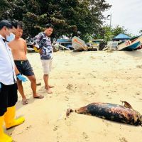 Kasus Kedua Tahun Ini, Lumba-lumba Langka Ditemukan Mati di Pesisir Balikpapan 